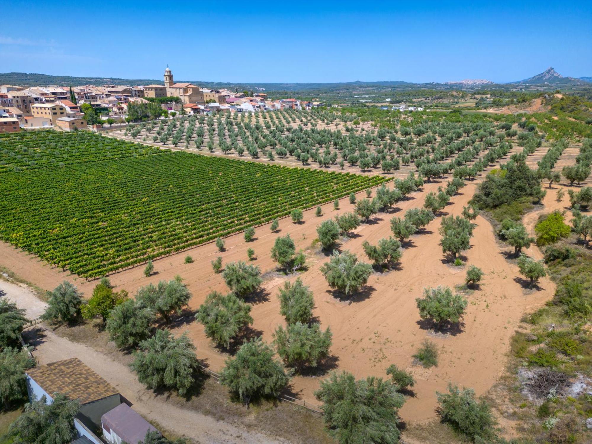 Hotel & Resort Vilar Rural D'Arnes By Serhs Hotels Sant Carlos de la Ràpita Esterno foto